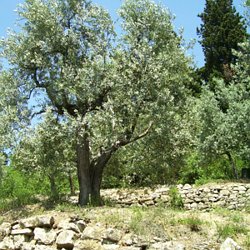 Vidéo Peindre Arbres Végétation Herbe Ruisseau Pearltrees